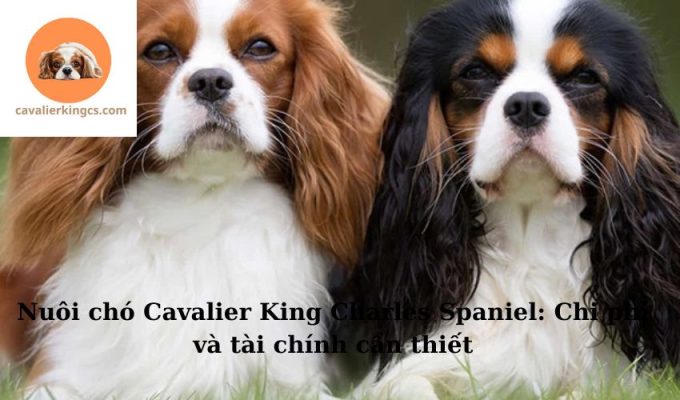 Nuôi chó Cavalier King Charles Spaniel: Chi phí và tài chính cần thiết