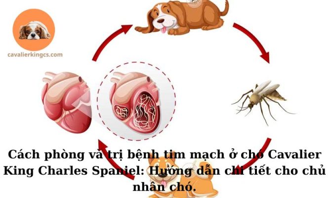 Cách phòng và trị bệnh tim mạch ở chó Cavalier King Charles Spaniel: Hướng dẫn chi tiết cho chủ nhân chó.