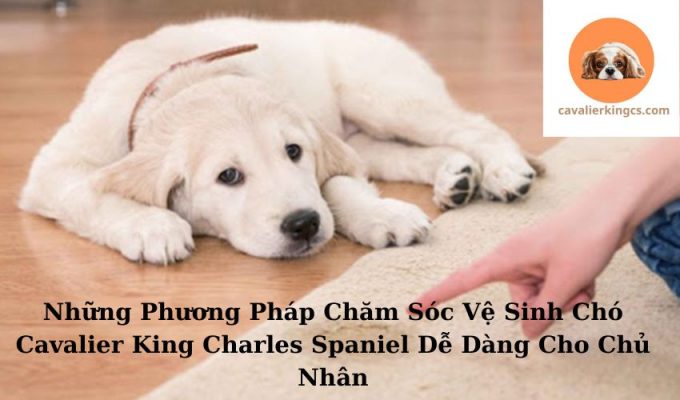 Những Phương Pháp Chăm Sóc Vệ Sinh Chó Cavalier King Charles Spaniel Dễ Dàng Cho Chủ Nhân