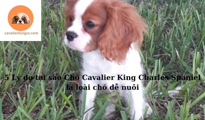 5 Lý do tại sao Chó Cavalier King Charles Spaniel là loài chó dễ nuôi