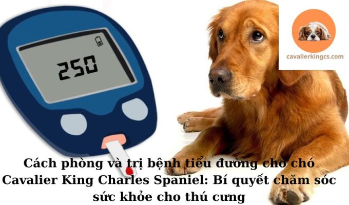 Cách phòng và trị bệnh tiểu đường cho chó Cavalier King Charles Spaniel: Bí quyết chăm sóc sức khỏe cho thú cưng