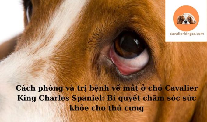 Cách phòng và trị bệnh về mắt ở chó Cavalier King Charles Spaniel: Bí quyết chăm sóc sức khỏe cho thú cưng