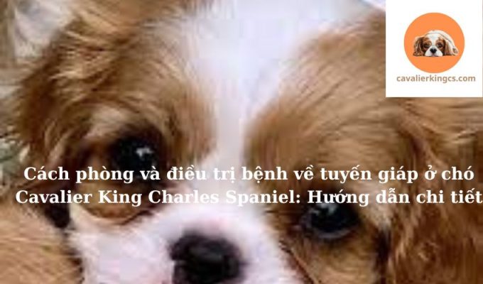 Cách phòng và điều trị bệnh về tuyến giáp ở chó Cavalier King Charles Spaniel: Hướng dẫn chi tiết