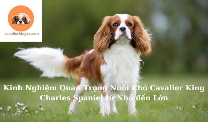 Kinh Nghiệm Quan Trọng Nuôi Chó Cavalier King Charles Spaniel từ Nhỏ đến Lớn