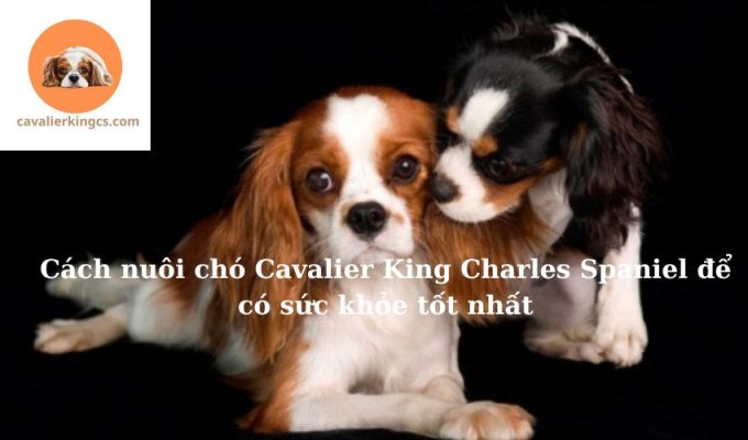 Cách nuôi chó Cavalier King Charles Spaniel để có sức khỏe tốt nhất