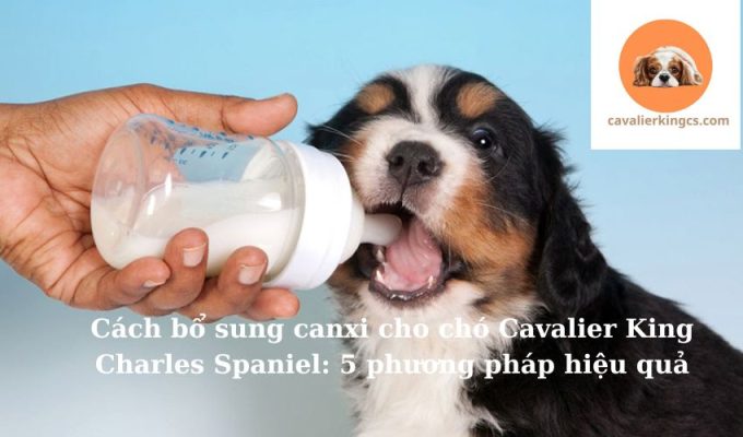 Cách bổ sung canxi cho chó Cavalier King Charles Spaniel: 5 phương pháp hiệu quả