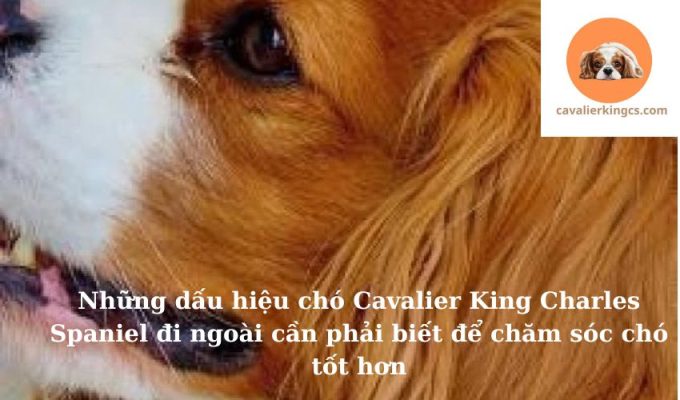 Những dấu hiệu chó Cavalier King Charles Spaniel đi ngoài cần phải biết để chăm sóc chó tốt hơn