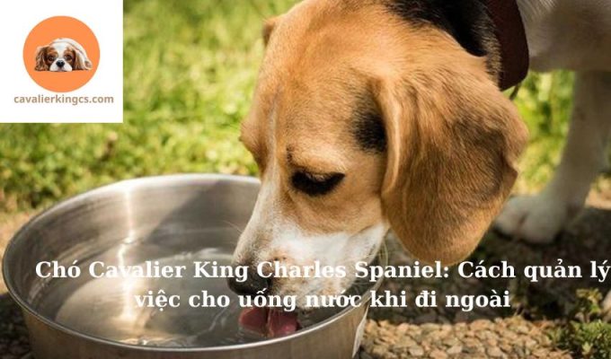 Chó Cavalier King Charles Spaniel: Cách quản lý việc cho uống nước khi đi ngoài