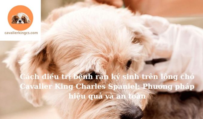 Cách điều trị bệnh rận ký sinh trên lông chó Cavalier King Charles Spaniel: Phương pháp hiệu quả và an toàn