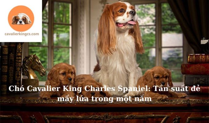 Chó Cavalier King Charles Spaniel: Tần suất đẻ mấy lứa trong một năm