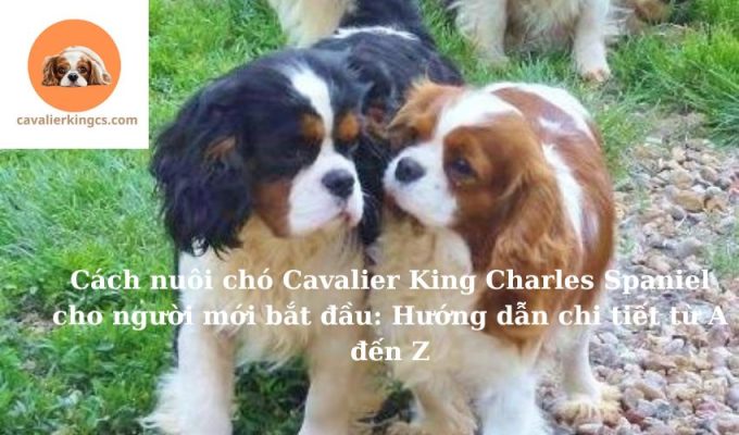 Cách nuôi chó Cavalier King Charles Spaniel cho người mới bắt đầu: Hướng dẫn chi tiết từ A đến Z