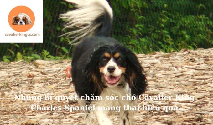 Những bí quyết chăm sóc chó Cavalier King Charles Spaniel mang thai hiệu quả