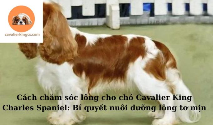 Cách chăm sóc lông cho chó Cavalier King Charles Spaniel: Bí quyết nuôi dưỡng lông tơ mịn