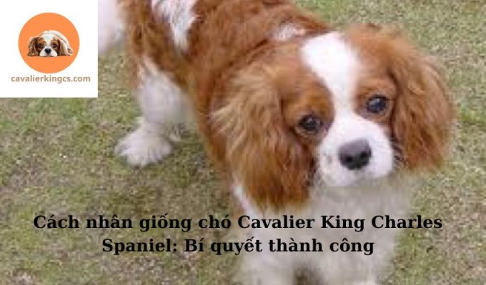 Cách nhân giống chó Cavalier King Charles Spaniel: Bí quyết thành công