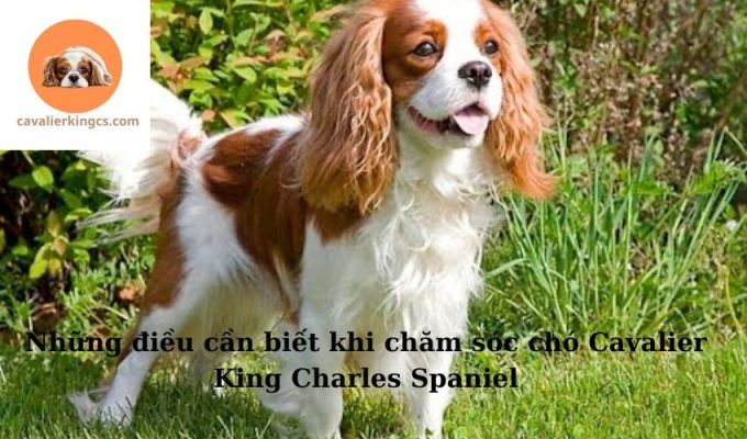 Những điều cần biết khi chăm sóc chó Cavalier King Charles Spaniel