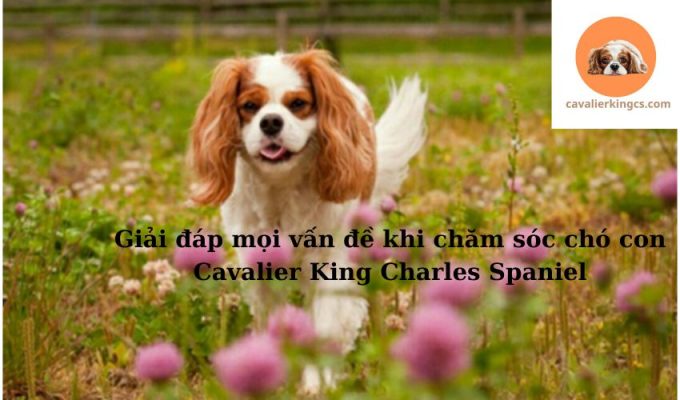 Giải đáp mọi vấn đề khi chăm sóc chó con Cavalier King Charles Spaniel