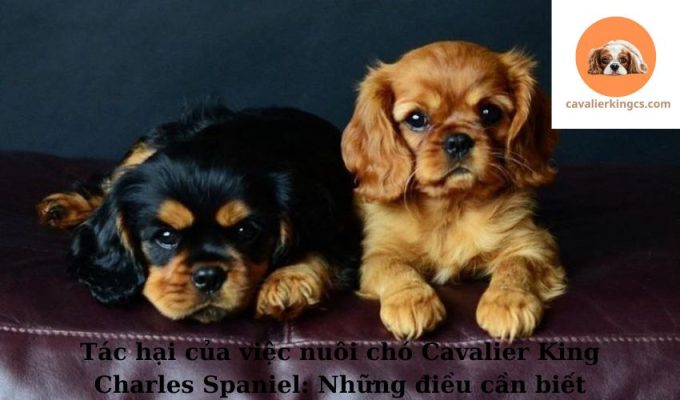 Tác hại của việc nuôi chó Cavalier King Charles Spaniel: Những điều cần biết