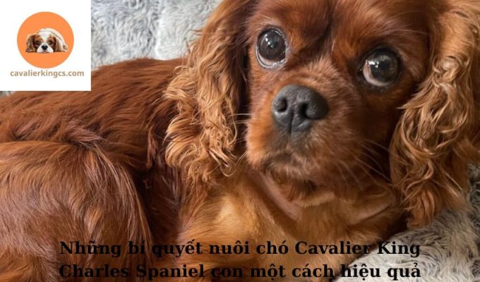 Những bí quyết nuôi chó Cavalier King Charles Spaniel con một cách hiệu quả