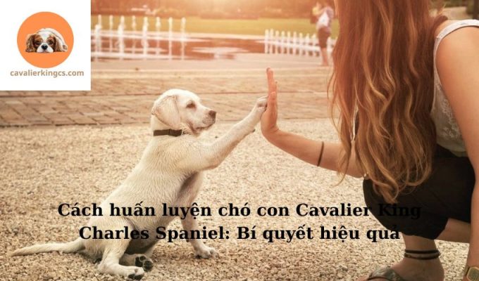 Cách huấn luyện chó con Cavalier King Charles Spaniel: Bí quyết hiệu quả