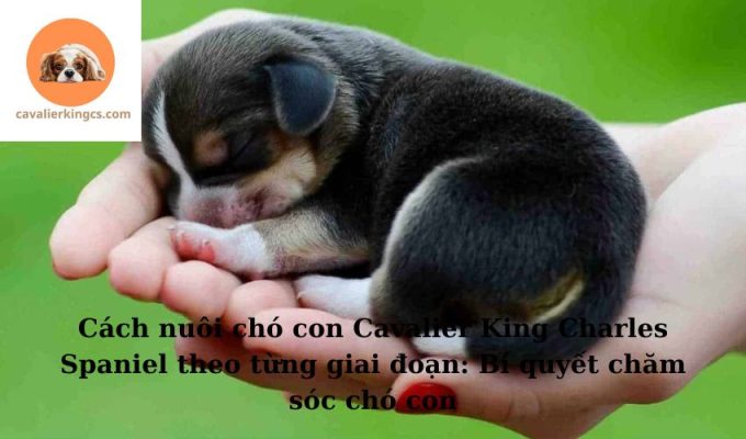 Cách nuôi chó con Cavalier King Charles Spaniel theo từng giai đoạn: Bí quyết chăm sóc chó con