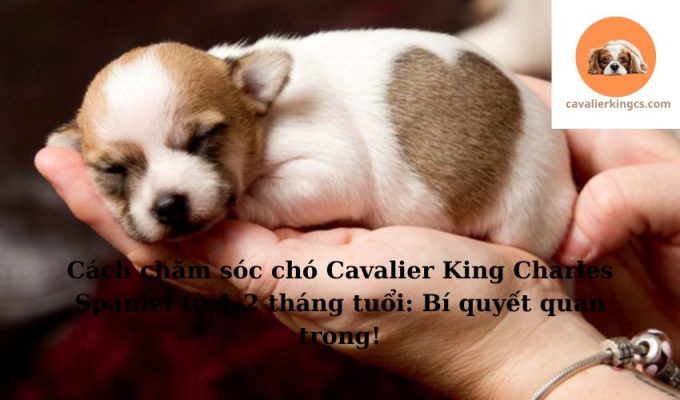 Cách chăm sóc chó Cavalier King Charles Spaniel từ 1-2 tháng tuổi: Bí quyết quan trọng!