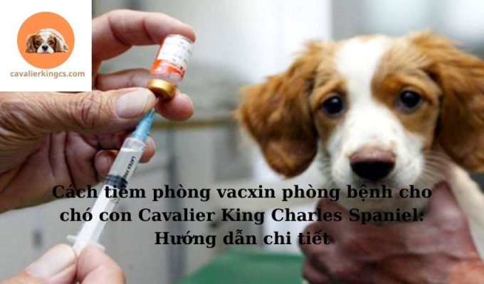 Cách tiêm phòng vacxin phòng bệnh cho chó con Cavalier King Charles Spaniel: Hướng dẫn chi tiết