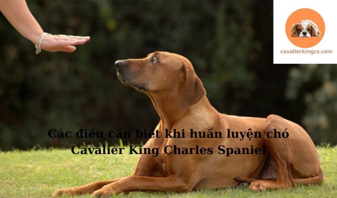 Các điều cần biết khi huấn luyện chó Cavalier King Charles Spaniel