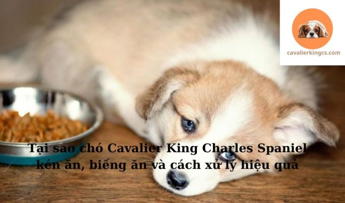 Tại sao chó Cavalier King Charles Spaniel kén ăn, biếng ăn và cách xử lý hiệu quả