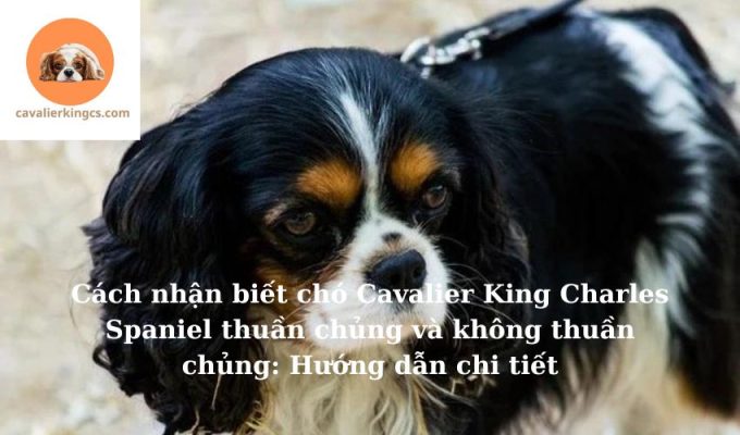 Cách nhận biết chó Cavalier King Charles Spaniel thuần chủng và không thuần chủng: Hướng dẫn chi tiết