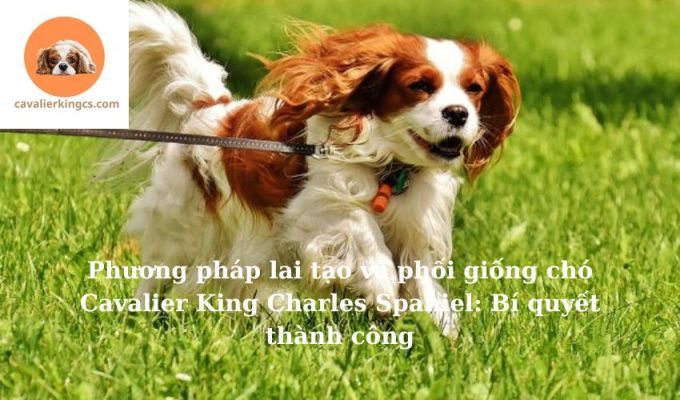 Phương pháp lai tạo và phối giống chó Cavalier King Charles Spaniel: Bí quyết thành công