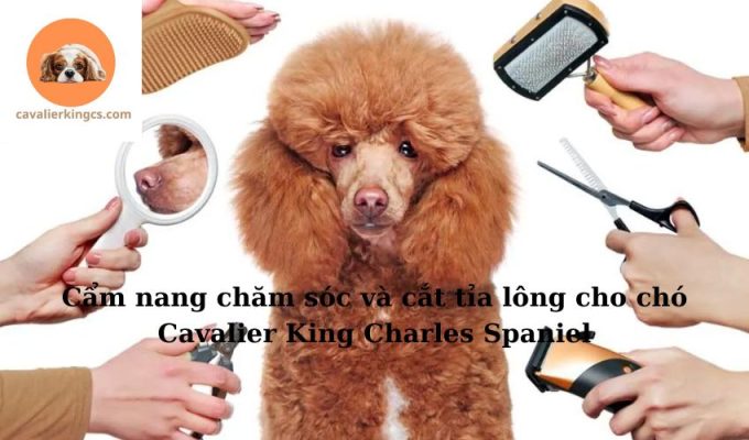 Cẩm nang chăm sóc và cắt tỉa lông cho chó Cavalier King Charles Spaniel