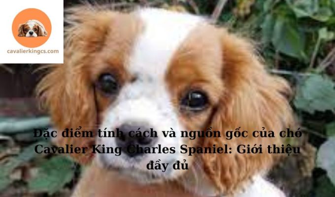 Đặc điểm tính cách và nguồn gốc của chó Cavalier King Charles Spaniel: Giới thiệu đầy đủ