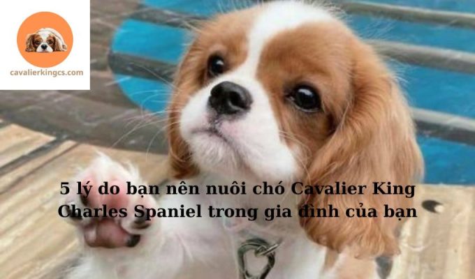 5 lý do bạn nên nuôi chó Cavalier King Charles Spaniel trong gia đình của bạn