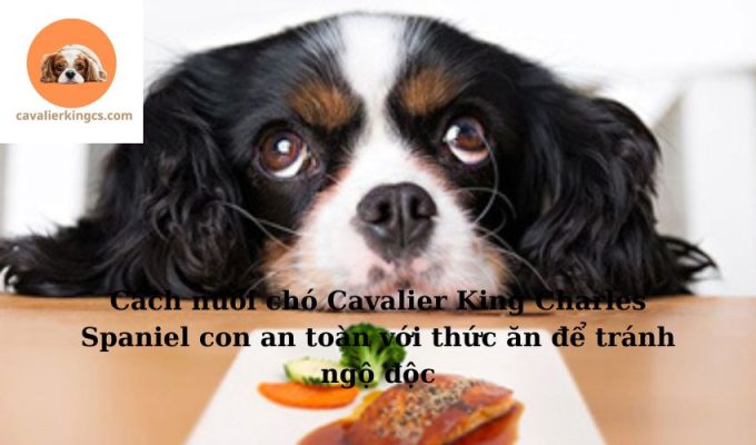 Cách nuôi chó Cavalier King Charles Spaniel con an toàn với thức ăn để tránh ngộ độc