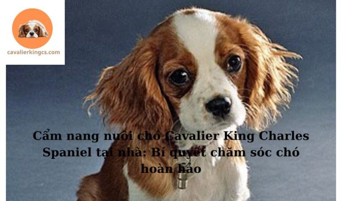 Cẩm nang nuôi chó Cavalier King Charles Spaniel tại nhà: Bí quyết chăm sóc chó hoàn hảo