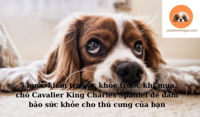 5 bước kiểm tra sức khỏe trước khi mua chó Cavalier King Charles Spaniel để đảm bảo sức khỏe cho thú cưng của bạn