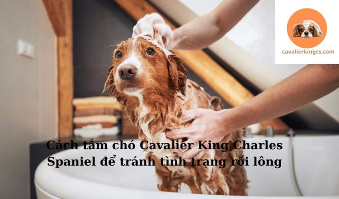 Cách tắm chó Cavalier King Charles Spaniel để tránh tình trạng rối lông