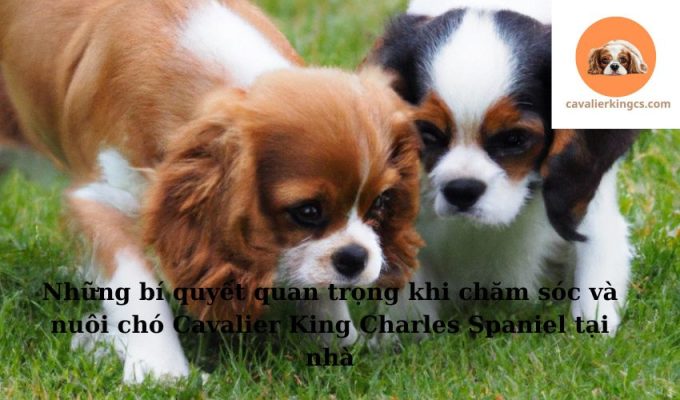 Những bí quyết quan trọng khi chăm sóc và nuôi chó Cavalier King Charles Spaniel tại nhà