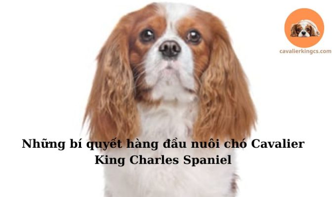 Những bí quyết hàng đầu nuôi chó Cavalier King Charles Spaniel