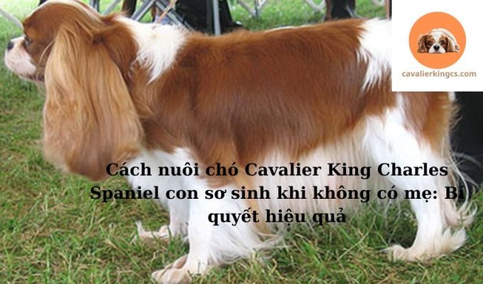 Cách nuôi chó Cavalier King Charles Spaniel con sơ sinh khi không có mẹ: Bí quyết hiệu quả