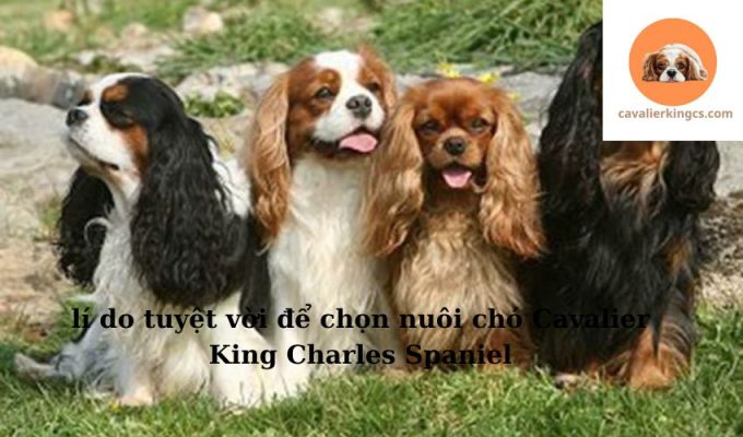 lí do tuyệt vời để chọn nuôi chó Cavalier King Charles Spaniel