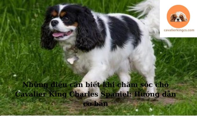 Những điều cần biết khi chăm sóc chó Cavalier King Charles Spaniel: Hướng dẫn cơ bản