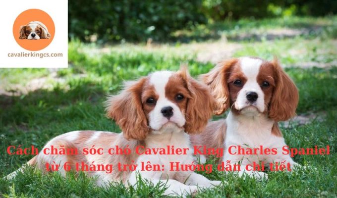 Cách chăm sóc chó Cavalier King Charles Spaniel từ 6 tháng trở lên: Hướng dẫn chi tiết