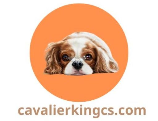 Cavalier king charles